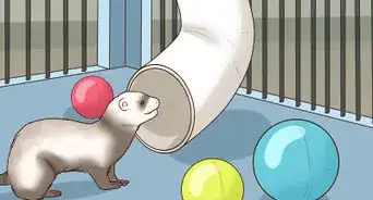 Choose a Cage for a Ferret