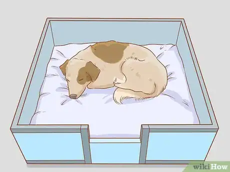 Image titled Care for a Dog Before, During, and After Pregnancy Step 10