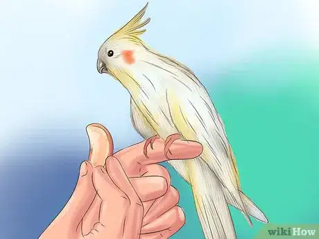 Image titled Groom a Cockatiel Step 8