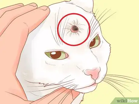 Image titled Recognize Skin Cancer in Cats Step 7