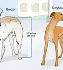 Identify a Greyhound