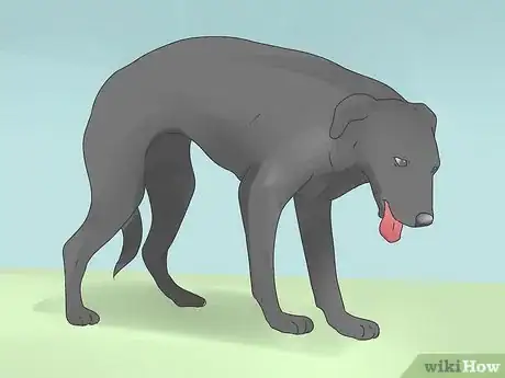 Image titled Spot Dog Seizure Symptoms Step 4