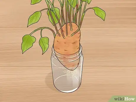 Image titled Grow Sweet Potatoes in Containers Step 4