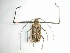 Male