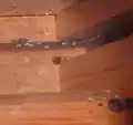 Eggs and two adults found inside a dresser