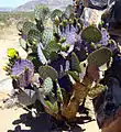 Opuntia basilaris, or Beavertail Cactus, is common in Landers.