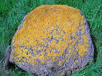 Caloplaca marina