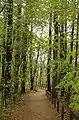 The path between the school and library