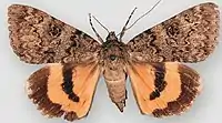 Catocala lucianashining underwing
