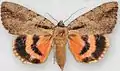 Catocala amatrix f. nurussweetheart underwingtype species of Lamprosia