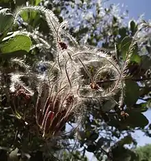 mountain mahogany (Cercocarpus betuloides)
