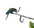 near Wild Sumaco Lodge, Ecuador