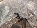 Adult chuckwalla of the Mojave Desert