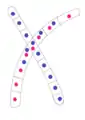 Image 17Typical mating fusion of two compatible monokaryons in Basidiomycota (from Mating in fungi)