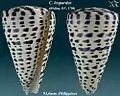 Conus leopardus (Röding, P.F., 1798)