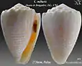 Conus miliaris Hwass in Bruguière, J.G., 1792