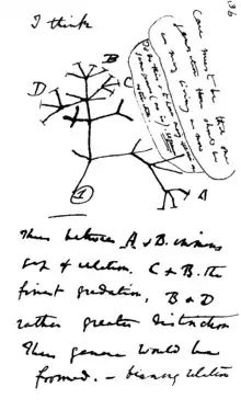 Image 10In mid-July 1837 Charles Darwin started his "B" notebook on the Transmutation of Species, and on page 36 wrote "I think" above his first evolutionary tree. (from History of science)