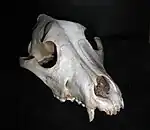 Image 9Frontal view of a dog skull (from Dog anatomy)