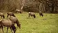 A herd of elk grazing at the forest.
