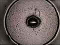 Micrograph cross section of an equine vibrissa.
