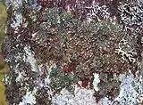 Erioderma pedicellatum growing on a tree in Newfoundland