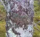 Erioderma pedicellatum growing on a tree in Newfoundland
