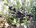 Detail of berries.