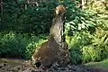 Lava tree