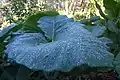Plant life with morning dew