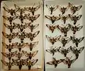 Hemaris diffinis variation