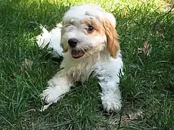 Image 13Cavapoo puppy  (from Puppy)
