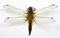 Immature male (dead)
