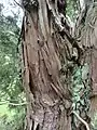 Bark