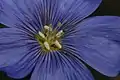 Flowers are pale blue or lavender to white, often veined in darker blue, with varying-length styles.