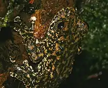 Image 8Torrent treefrogLitoria nannotisHylidaeAustralia (from Torrent frog)