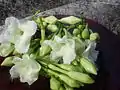 Fernaldia pandurata (harvested, edible, hairy flowers)