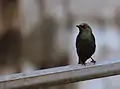 Asian glossy starling in Malaysia
