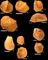 Several oysters, possibly Pycnodonte vesicularis, from the Menuha Formation.