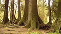 A nurse log providing nutrients for other growing trees.