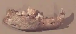Image 4Mandible of the oldest recognised dog discovered in Bonn-Oberkassel, Germany, and dated 14,200 years old. (from Domestication of the dog)