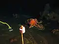 An octopus living on the western summit of Vailulʻ'u