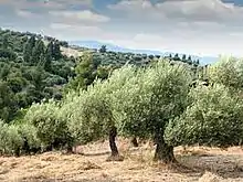 Image 52The Olive Tree in Pakistan. (from Trees of Pakistan)