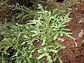 Pacific Yew mat form
