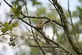 A juvenile pecks insects from a cobweb