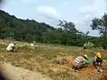 Planting Program