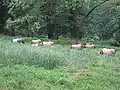 A Basque pig farm