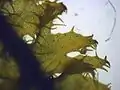 Magnified view of the stem of P.&nbsp;ciliare, showing the lateral leaves with deep lobing and marginal cilia.