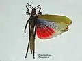Phymateus karschi