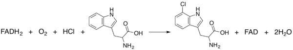 Overall reaction catalyzed by tryptophan 7-halogenase.