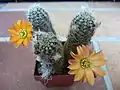 Rebutia knizei has yellow flowers with green stoma. Mediolobivia.